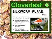 Cloverleaf Silk Worm Pupae _ 5 litres